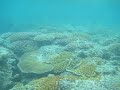 Snorkeling in Fiji Snorkeling in Fiji