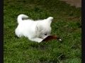 Weisser Schäferhund Welpen White Shepherd Puppies Weiße Schäferhunde