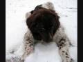 2008-12-23 | My Brown & White Landseer ~> Growing Up - The First 7 Months ... (04:10)
