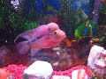 1760 Killer Red Dragon Flowerhorn WJY 6-8-9 \" Fuk Luk Sau \"