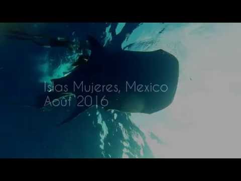 Mexique – Requins baleines dans le Yucatan