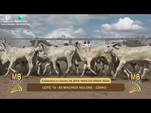 555� LEIL�O VIRTUAL MB LEIL�ES