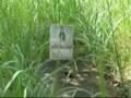 Nghia Trang Quan Doi Quoc Gia Bien Hoa
