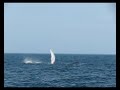 Humpback Whales In Trinity Bay Newfoundland