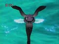 pon de mew mew pon de mew mew