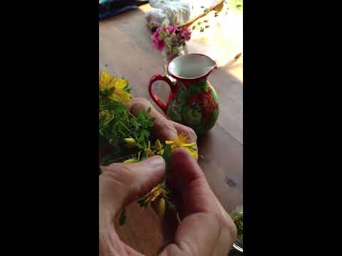 how to use st john's wort oil