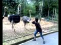 Lawan Burung Unta