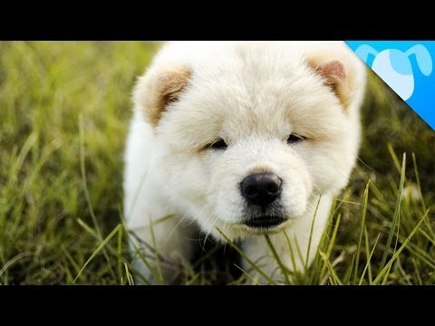 Chow Chows Are Puffy Loyal Lion Dogs