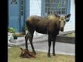 Baby Moose Born in Lady Front Yard