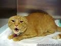 CAT - DEVIL www.CCTVideos.com