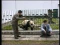 Panda Attacks Tourist