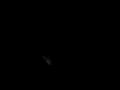Video0024.mp4