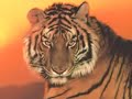 cryptozoology: the science of myth