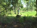 Wild Hog Hunting