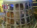 Messy Marvin Trapped Messy Marvin Trapped