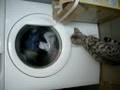Silver Bengal Malak watchin' the washin' machine