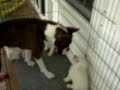 Jack meets the puppies 08-17-08