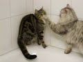 Idiotische Katze - crazy cat Idiotische Katze - crazy cat