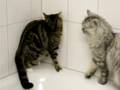 Idiotische Katze - crazy cat