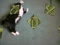 Whe my cat attacks.