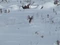 Hunting Sharp Tail Grouse with Dad Hunting Sharp Tail Grouse with Dad