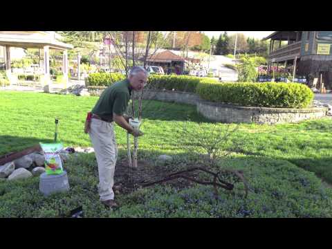how to fertilize elderberries