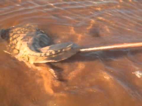 Capturando arraia no Rio Tocantins (Ecologicamente correto)