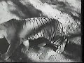 Bengal Tigress vs Asiatic Lion (No death)