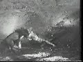 Bengal Tigress vs Asiatic Lion (No death)