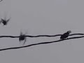 i-like-birds.html