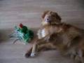 Nova Scotia duck tolling retriever