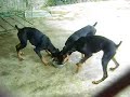 perros de laredo