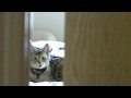 Gunju peeking