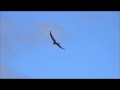  wedgetail eagle