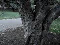 Good Squirrel, Bad Squirrel