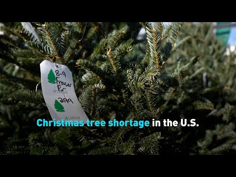 Christmas tree shortage in the U.S.