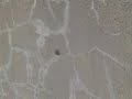 Flight of the Horsefly