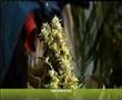 razas cannabicas yerba cannabis,mariguana,marijuana,canabis