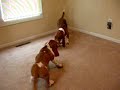 Buford and Smeagol Playing