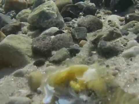 See video