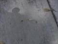 default Carpenter Ants
