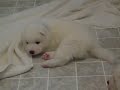 Samoyed  Puppies. 3 Weeks Old.