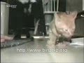 BirizBiz - Yedirmem BirizBiz - Yedirmem