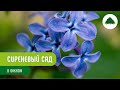 Цветущий сад сирени в «Южном»