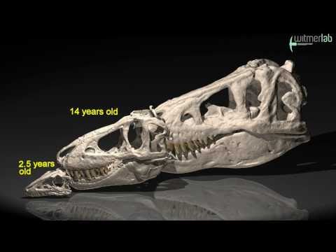 Tarbosaurus