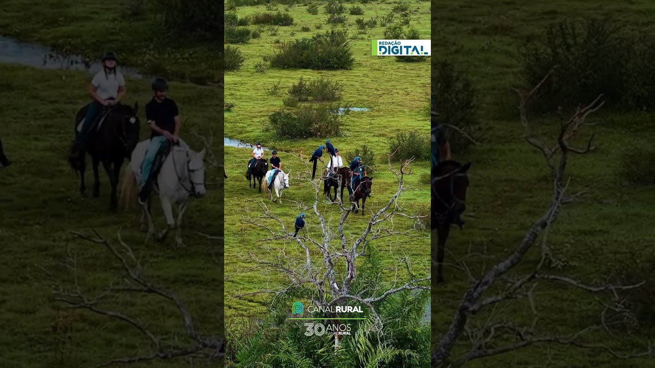 Passeio a cavalo entre araras-azuis revela cenário único do Pantanal
