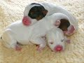 Knuddelig und S��!*Tierbabys*
