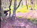 paintballer meets tree paintballer meets tree