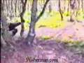 paintballer meets tree