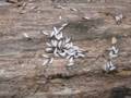 videos de Termites Emerging To Swarm